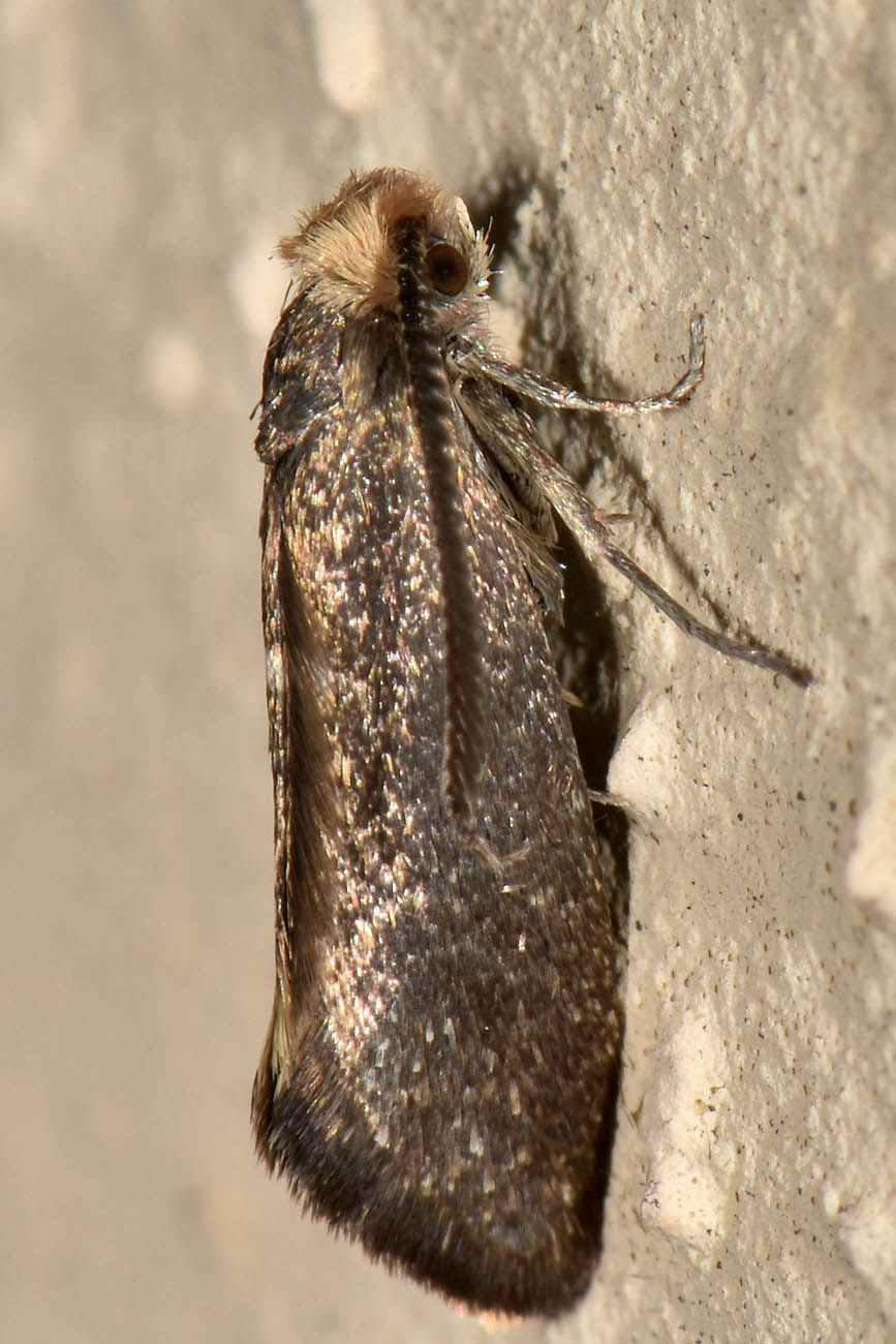 Da Identificare:  Incurvaria pectinea - Incurvariidae